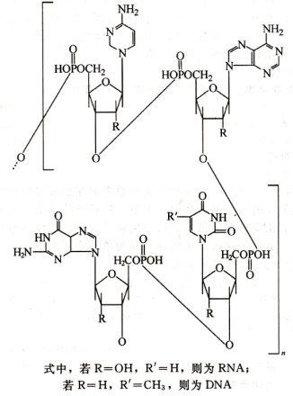 核酸;核糖核酸分子式结构图